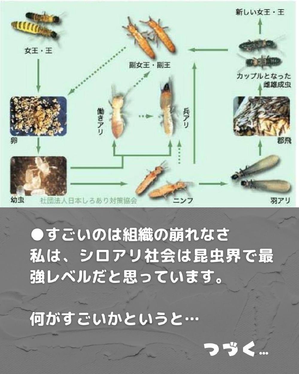 �V���A���Љ�͍����E�ōŋ����x��