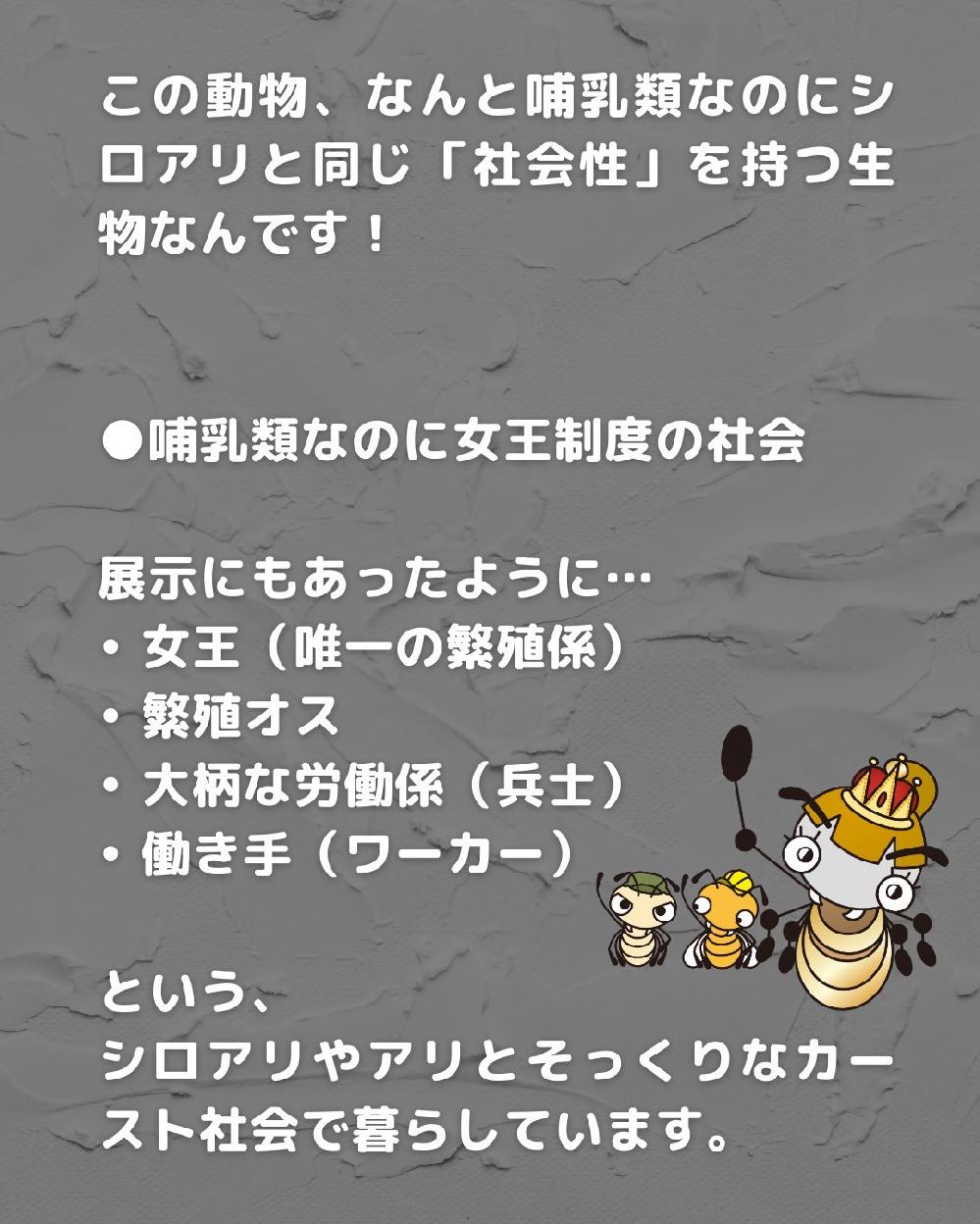 �V���A����A���Ƃ��������