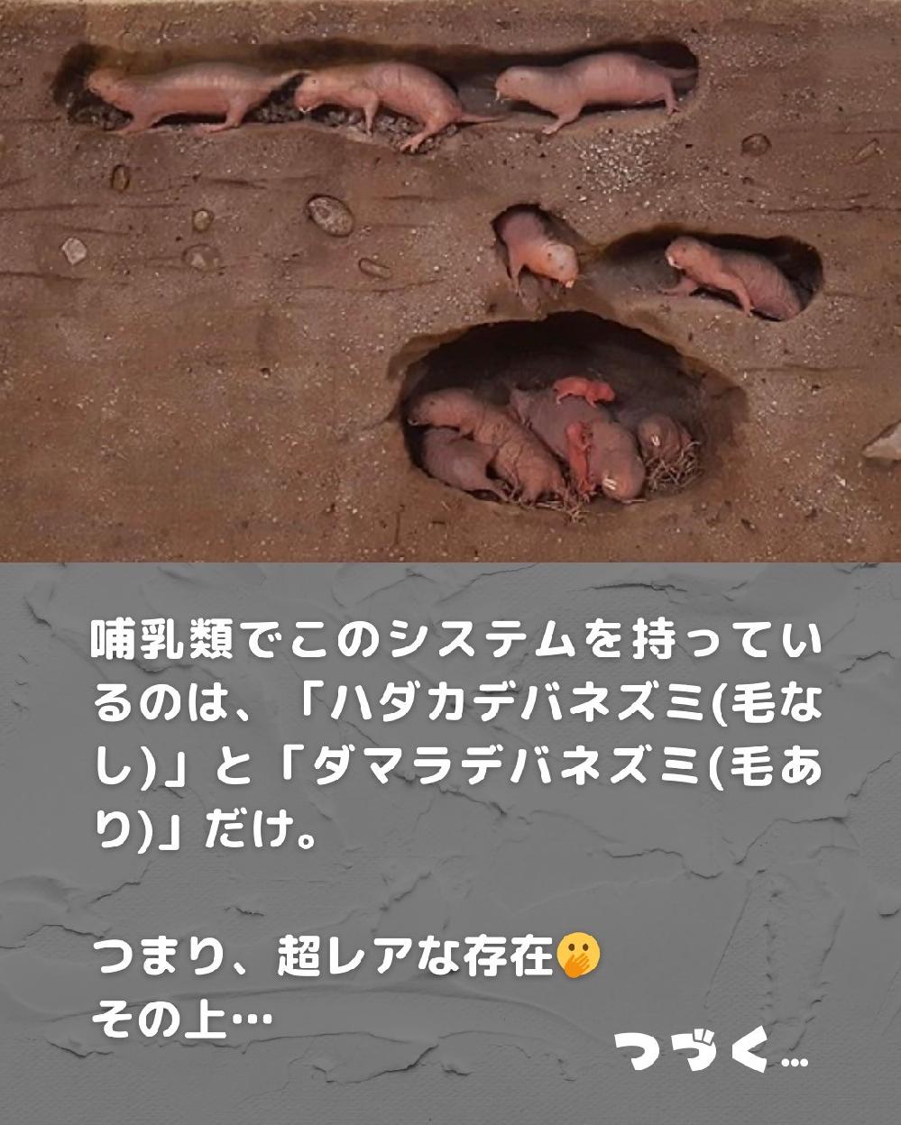 �_�}���f�o�l�Y�~