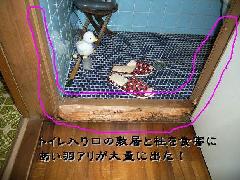 gC~̃VA쏜@ʐ^