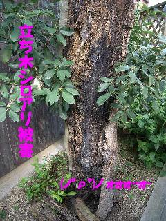 立ち木のシロアリ被害写真　泉佐野市