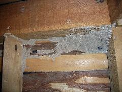 高石市のイエシロアリ被害　天井に分巣（中間巣）