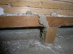 分厚いコンクリートを突破したイエシロアリの蟻道